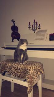 Süßer Scottish Fold in gute Hände zu Verschenken