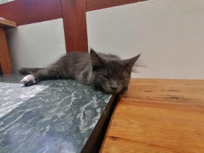 Main Coon Kitten suchen liebevolles Zuhause