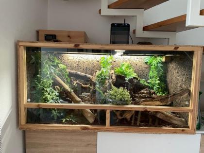 Königspython inklusiveTerrarium