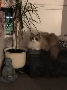 Ragdoll Kater sucht ein neues Schloss