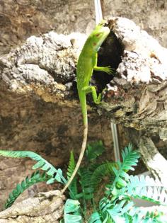 Fidschi Leguan / Brachylophus Fasciatus
