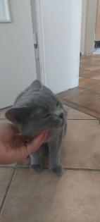 Schön Britische Katze