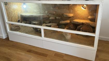 Zwei Leopardgeckodamen zu verkaufen
