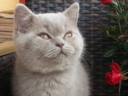 BKH Katerchen