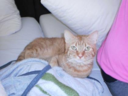 Kater Zu Verkaufen 50 euro