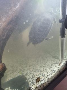 Wasserschildkröten mit Aquarium und Zubehör