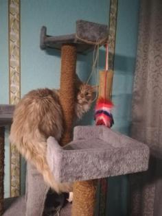 Deckkater Main Coon