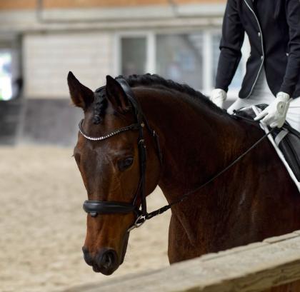 Beistellpferd bedingt reitbar