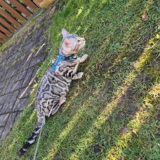 Jay jay Xxl Spottet Tabby Silber Bengaldame Zuchtzulassung 1. 5 Jahre alt