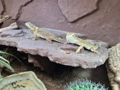 Verkaufe zwergbartagamen Pogona henrylawsoni