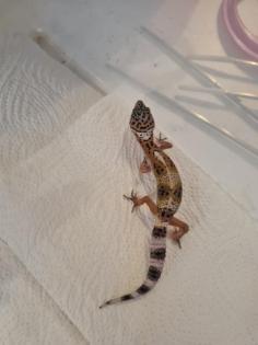 Leopardgeckos NZ 21, 0. 1