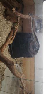 Boas suchen ein neues zu Hause