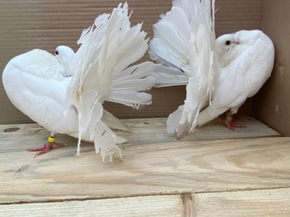 Amerikanische Pfautauben ein Paar Pfau Taube