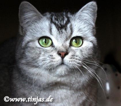 BKH-Britisch Kurzhaar Katzenbaby cinnamon golden shaded point mit blauen Augen
