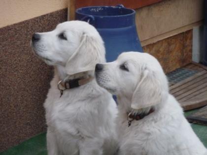 Golden Retriever Welpen