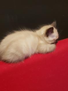 Reinrassige Balinesische Siam Kitten Langhaar, Selten