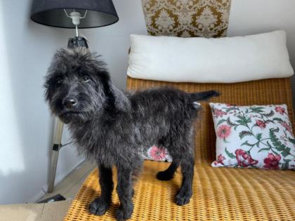 Wunderschönen Labradoodle Welpen 1000Euro