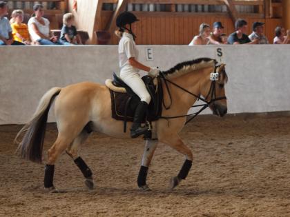 Suche reitbeteiligung in langenhain