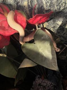 Heterodon Nascius Hakennasennatter