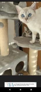 Bkh Seal silver Tabby Point mit Stammbaum