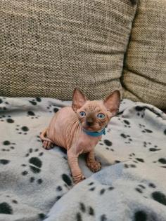 Canadian Sphynx Kitten