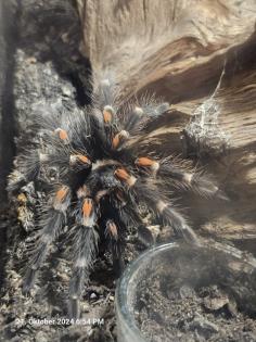 Weibliche Vogelspinnen mit Terrarien