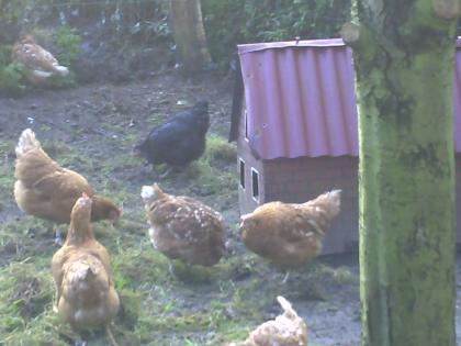 Hühner und Kaninchen