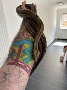 Boa Constrictor imperator