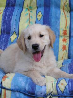 Golden Retriever Welpen ab Ende August abzugeben