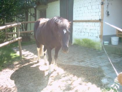 Offenstallplatz frei für Kleinpferd / Isländer