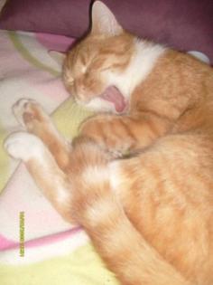 DRINGEND 10 Monate alte German Rex/Hauskatze Mix abzugeben