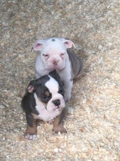 Old English Bulldog Welpen mit Papiere