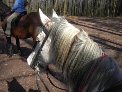 Biete Reitbeteiligung auf 2 gut gerittenen Freizeitpferden
