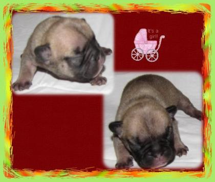 Franz. Bulldoggen