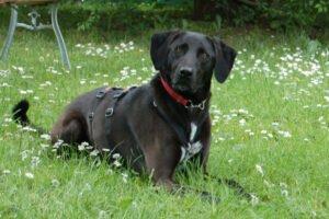 MISTY - weiblich 5 Jahre 56 cm 25 kg Mix Gechipt Kastriert