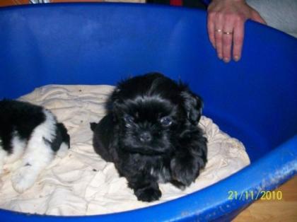 Shih Tzu Welpen