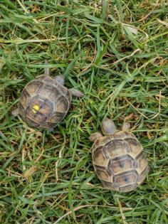 Landschildkröten von 2022