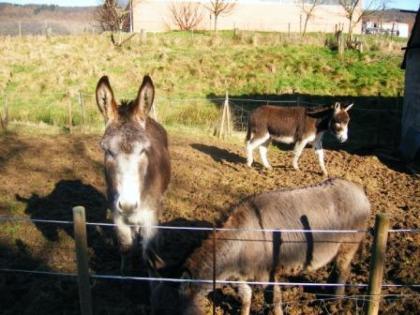 3 Esel aus Betriebsaufgabe abzugeben
