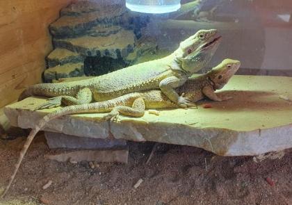 Bartagame - Paar mit Terrarium zu verkaufen