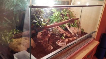 Adulte weibliche Kornnatter inkl. vollausgestattetem Terrarium abzugeben