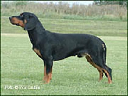 Schwarzwildbracke Welpen Slovensky kopov