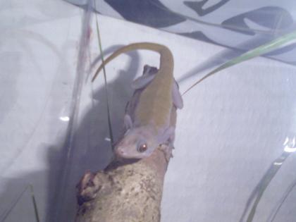 2XGecko Ulikovskii TOP