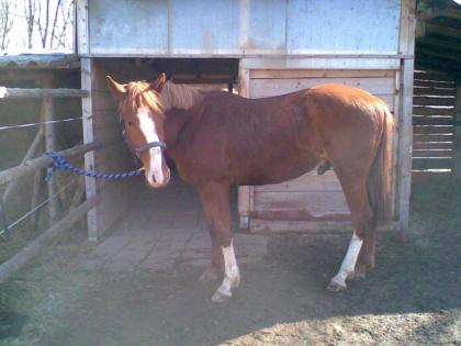 Suche für mein Problempferd 4 Jahre, guter Charakter, eingeritten eine Reitbet