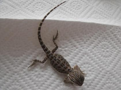 Bartagamen Pogona Vitticeps Nachzuchten