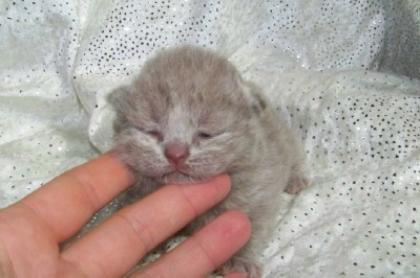 Britisch Kurzhaar Kitten in blau und lilac