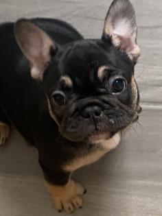 Französische Bulldoggen