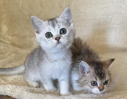 BKH silver shaded Kitten