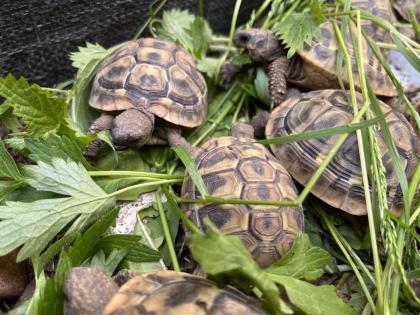 Griech. Landschildkröten 2020 u 2021