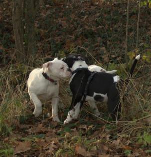 American Bulldog Welpen suchen Traumschloss