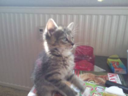 Europäische kurzhaar Katze. möglichst als zweit Katze halten